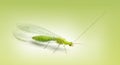 Common green lacewing, Chrysoperla carnea, on a green gradient