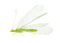 Common green lacewing isolated on white background, Chrysoperla carnea