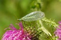 Common green lacewing Royalty Free Stock Photo