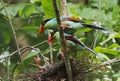 Common green magpie Baby Cissa chinensis Royalty Free Stock Photo