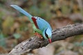 Common green magpie Cissa chinensis Beautiful Birds of Thailand Royalty Free Stock Photo