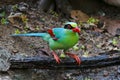 Common green magpie Cissa chinensis Beautiful Birds of Thailand Royalty Free Stock Photo