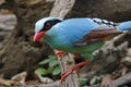 Common green magpie Cissa chinensis Birds Close Up Royalty Free Stock Photo