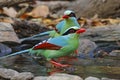 Common green magpie Cissa chinensis Birds Eating Water in Pond Royalty Free Stock Photo