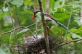Common green magpie Cissa chinensis Royalty Free Stock Photo