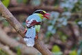 Common green magpie Cissa chinensis birds of thailand