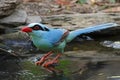 Common green magpie Cissa chinensis Birds of Thailand Royalty Free Stock Photo