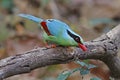 Common green magpie Cissa chinensis Birds of Thailand Royalty Free Stock Photo