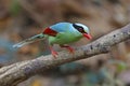 Common green magpie Cissa chinensis Birds of Thailand Royalty Free Stock Photo