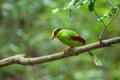 Common green magpie