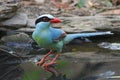Common green magpie Cissa chinensis Cute Birds of Thailand Royalty Free Stock Photo