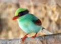 Common Green Magpie (Cissa chinensis) Outdoors Royalty Free Stock Photo