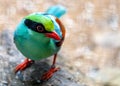 Common Green Magpie (Cissa chinensis) Outdoors Royalty Free Stock Photo