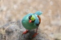 Common Green Magpie (Cissa chinensis) Outdoors Royalty Free Stock Photo