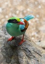 Common Green Magpie (Cissa chinensis) Outdoors Royalty Free Stock Photo