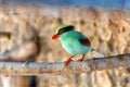 Common Green Magpie (Cissa chinensis) Outdoors Royalty Free Stock Photo