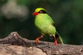 Common Green Magpie perched a tree log Royalty Free Stock Photo