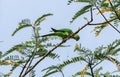 Common green parakeet in Sri Lanka eating while perched Royalty Free Stock Photo