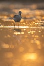 Common green Shank at Sunrise