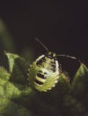 Common green shield bug nymph Royalty Free Stock Photo
