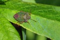 Common Green Shield Bug - Palomena prasina on a buddleia leaf. Royalty Free Stock Photo