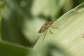 Common green shield bug, shieldbug, Palomena prasina or stink bug on a green leaf, close-up low angle under view, background blur Royalty Free Stock Photo