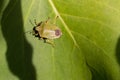 Common green shield bug, shieldbug, Palomena prasina or stink bug sitting on a green leaf in late summer sunshine, Shropshire UK Royalty Free Stock Photo