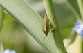 Common green shield bug, shieldbug, Palomena prasina or stink bug on a green stem, close-up side view, Shropshire, UK Royalty Free Stock Photo