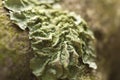 Common Green Shield Lichen