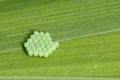 Common Green Shieldbug Eggs