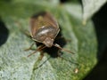 Common Green Shieldbug on Ivy Leaf ,