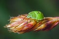 Common Green Shieldbug Nymph - Palomena prasina Royalty Free Stock Photo