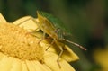 Common Green Shieldbug