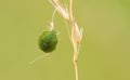A Common Green Shieldbug Palomena prasina perched on a grass seed. Royalty Free Stock Photo