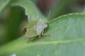 Common green shieldbug, shield bug, Palomena prasina or stink bug sitting on green foliage, close-up view of head, Shropshire, UK Royalty Free Stock Photo