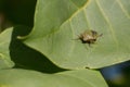 Common green shieldbug, shield bug, Palomena prasina or stink bug on a green leaf in late summer Royalty Free Stock Photo
