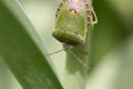 Common green shieldbug, shield bug, Palomena prasina or stink bug resting on a green leaf in spring, close-up view showing head Royalty Free Stock Photo