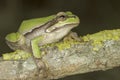 Common green toad in natural hanitat / Hyla arborea Royalty Free Stock Photo