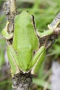 Common green toad in natural hanitat / Hyla arborea Royalty Free Stock Photo