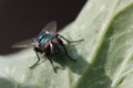 Common greenbottle Royalty Free Stock Photo