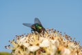 Common greenbottle fly or Lucilia caesar. Feed on flower Royalty Free Stock Photo