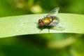 Common European Greenbottle Fly - Lucilia sericata Royalty Free Stock Photo