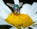 Common greenbottle fly on top of flower Royalty Free Stock Photo