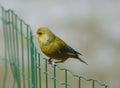 Common greenfinch (Chloris chloris) perched on a green fence, gazing out into the distance