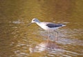 Common Greenshank Royalty Free Stock Photo