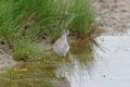 Common greenshank