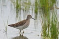 Common greenshank Royalty Free Stock Photo