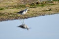 Common greenshank in autumn Royalty Free Stock Photo