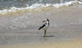 Common Greenshank bird by the seashore