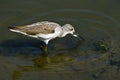 Common greenshank